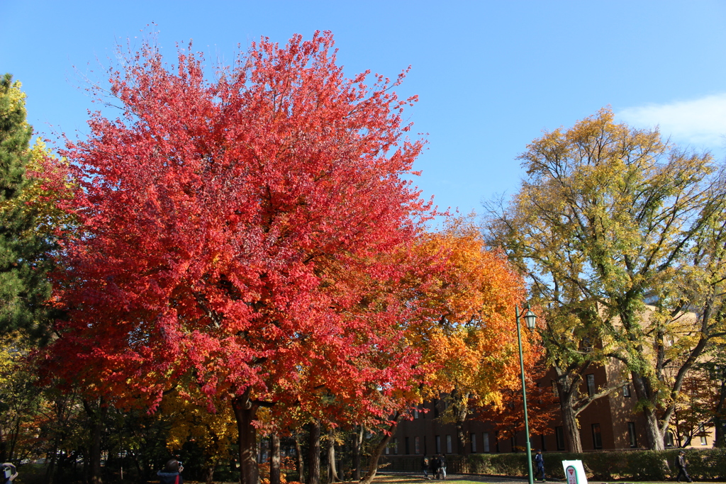紅葉のキャンパス　Ⅵ