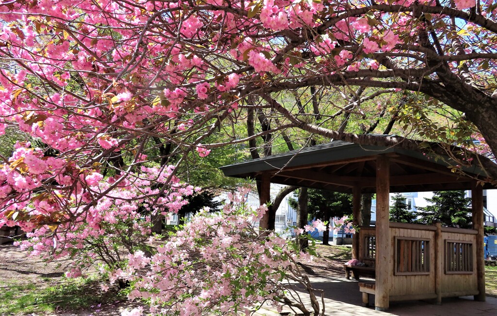 東屋と桜