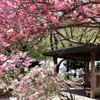 東屋と桜
