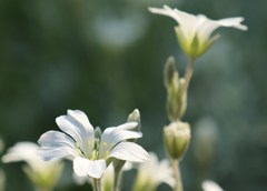 花　６