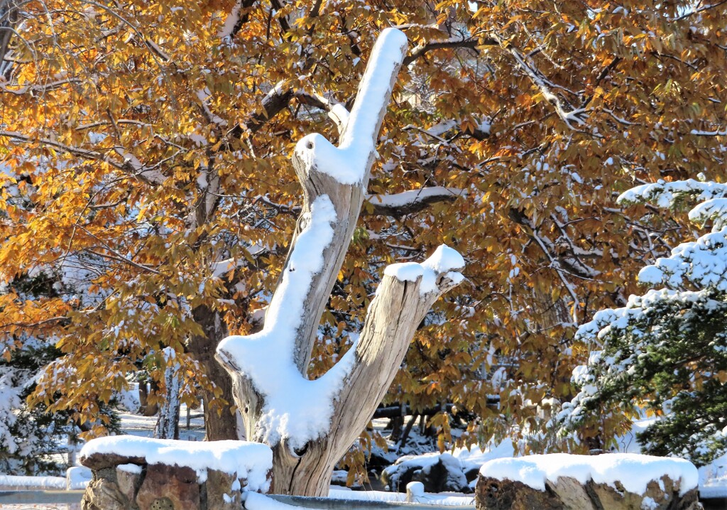 裸の木と雪