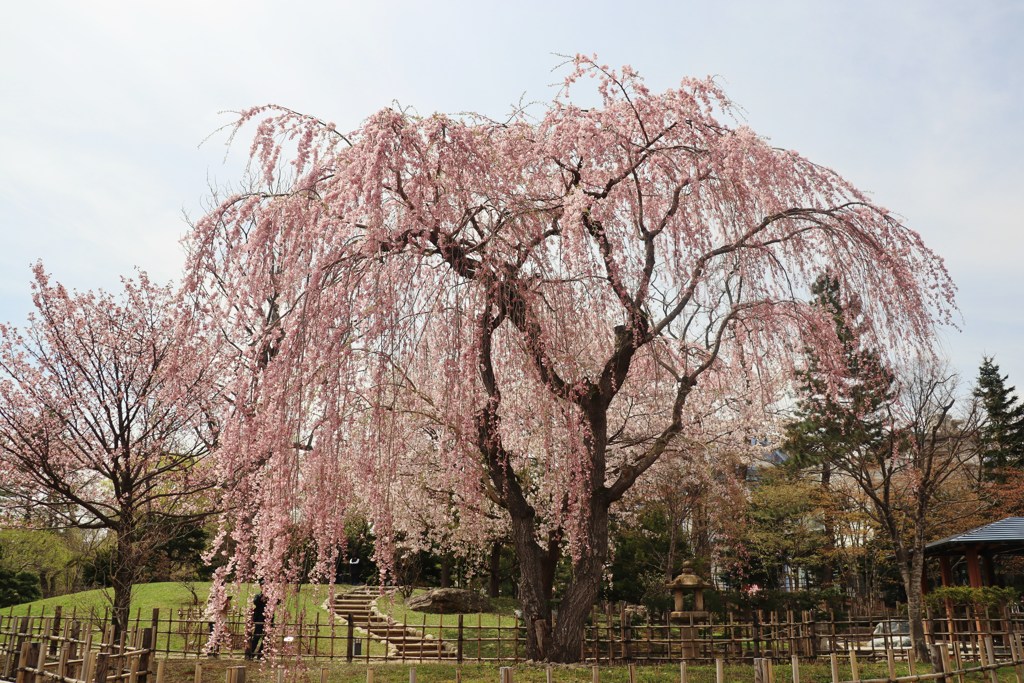 今日も花たち　平成最後撮り　9