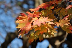 町に有った秋　３