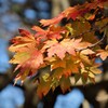 町に有った秋　３