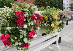 花のイベント　花フェスタ2018　３