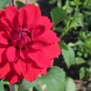 9月の花は、9月のうちに　４