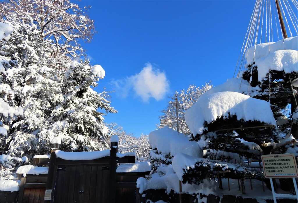 日本庭園の雪