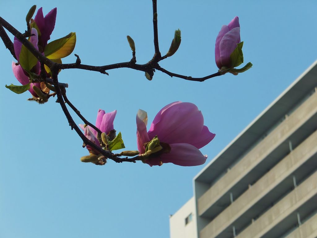 木蓮の花