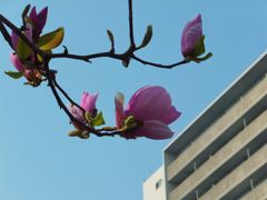 木蓮の花