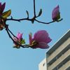 木蓮の花