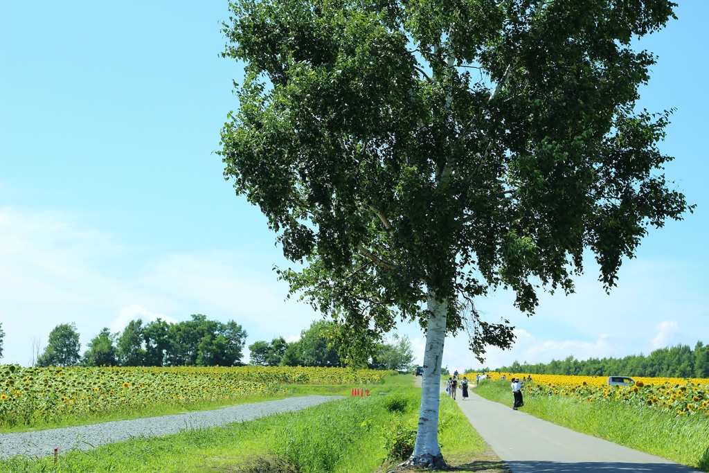 ひまわり畑への道