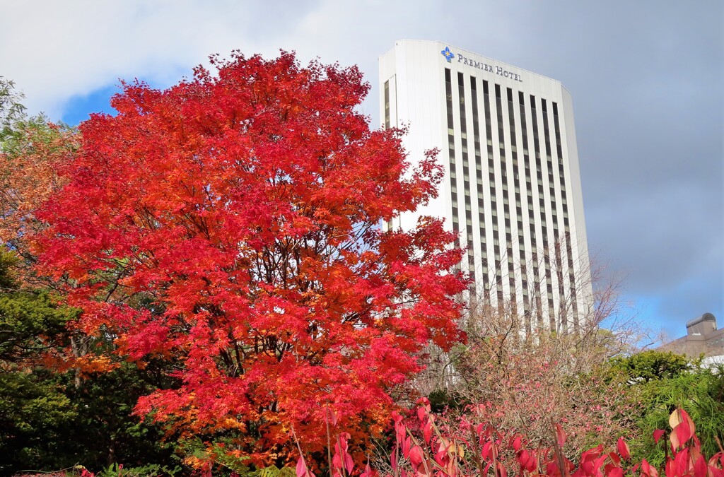 紅い樹と白いホテル