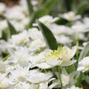 白い花　１