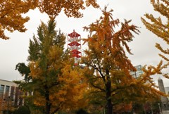 札幌の街　今秋最後のひと燃え　Ⅲ