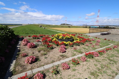 小さなお花畑を