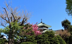 お寺と桜