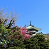 お寺と桜