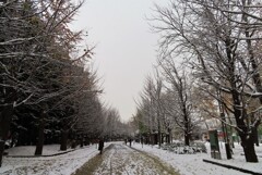 初冬　中島公園　１
