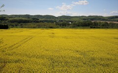 菜の花畑　また、発見！