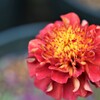 秋　花事情　９