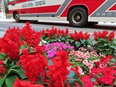 赤い花と赤いバス
