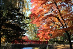 朱い橋と紅い葉