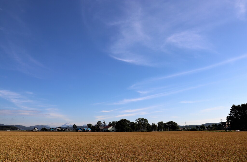 空と田んぼ　２