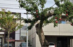 赤の競演　林檎とナナカマド