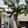 赤の競演　林檎とナナカマド