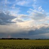 菜の花畑に雲
