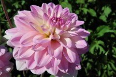 札幌　9月の花だよ　４