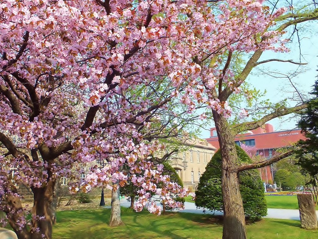 桜と建物