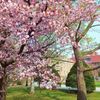 桜と建物