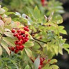 秋　花事情　３７