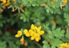 華々しい　８