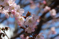 桜　2