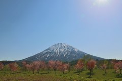 羊蹄と桜