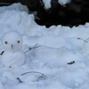 雪だるま　だよ～ン！