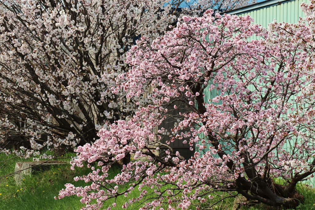 千島桜　Ⅱ