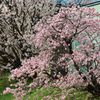 千島桜　Ⅱ