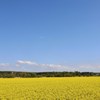 青空と菜の花