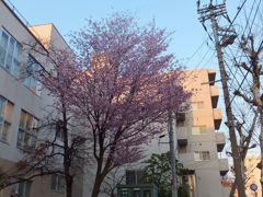 街並みの桜