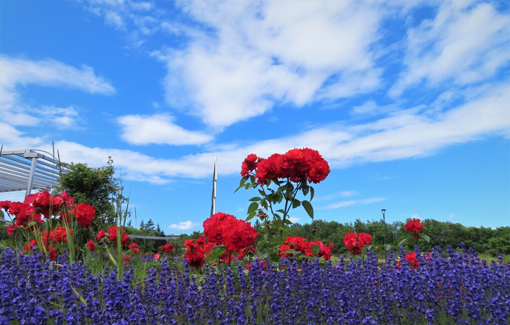 花と青空