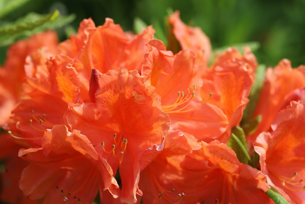 花　１