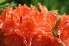花　１