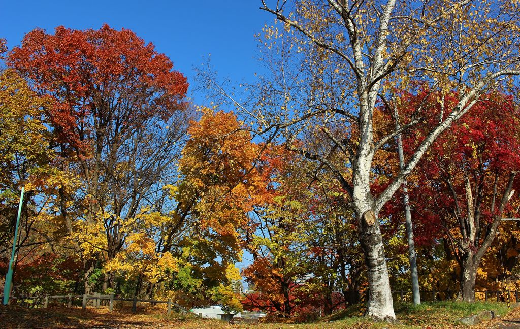 公園の秋