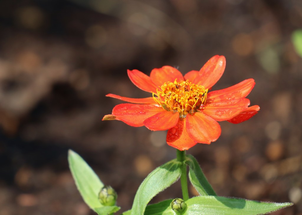 花　８