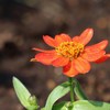 花　８