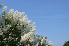 花　１０