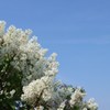 花　１０